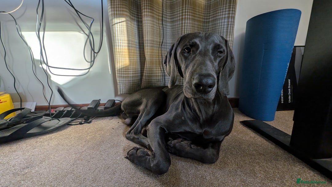 Weimaraner dogs for sale: 13 month old Blue intact male - Advert 1
