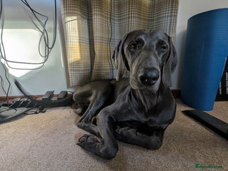 Weimaraner dogs 13 month old Blue intact male - Advert 1