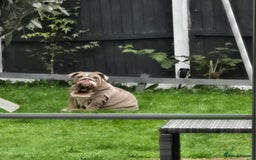 English Bulldog dogs for sale: English bulldog - Image 2