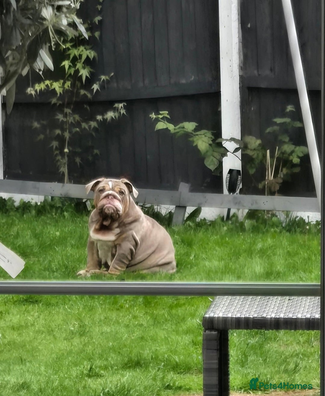 English Bulldog dogs for sale: English bulldog - Image 2