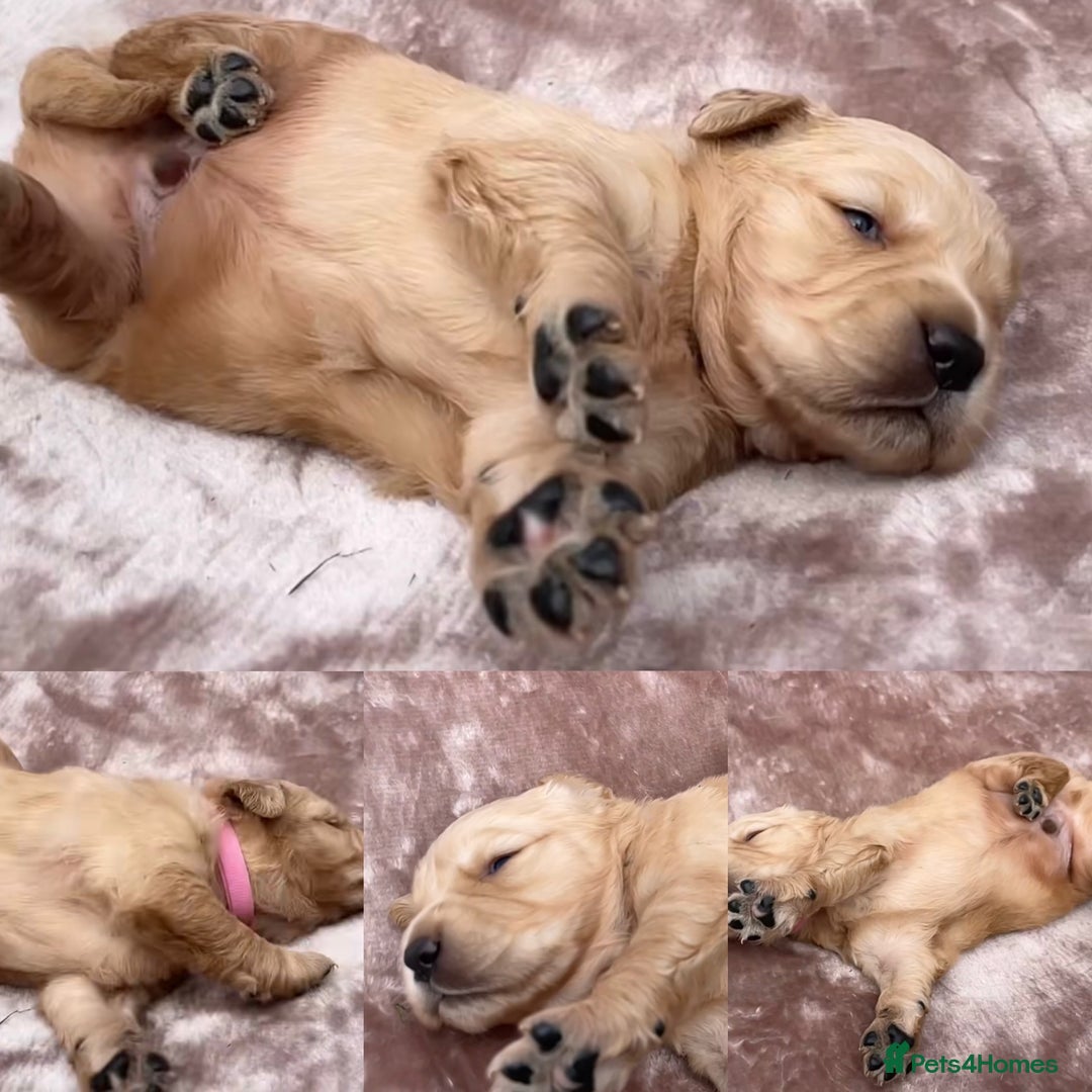 Golden Retriever dogs for sale: OUTSTANDING PEDIGREE GOLDEN RETRIVER PUPPIES KC - Image 32