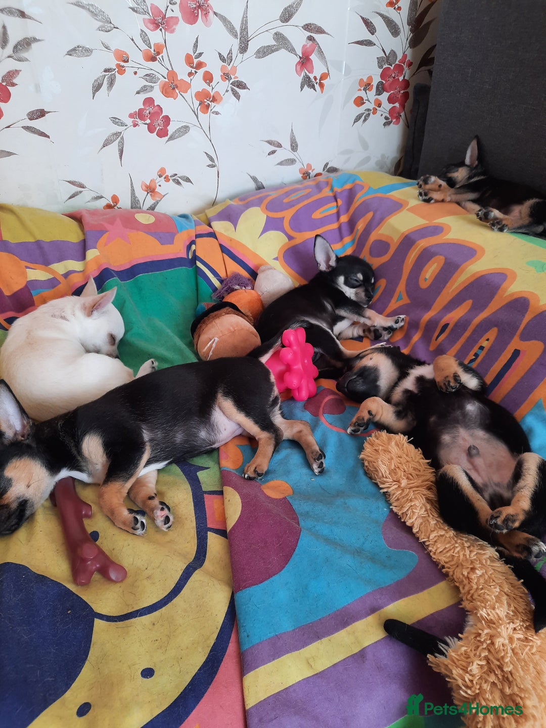 Chihuahua dogs for sale: Lovely chihuahua puppies! - Image 11