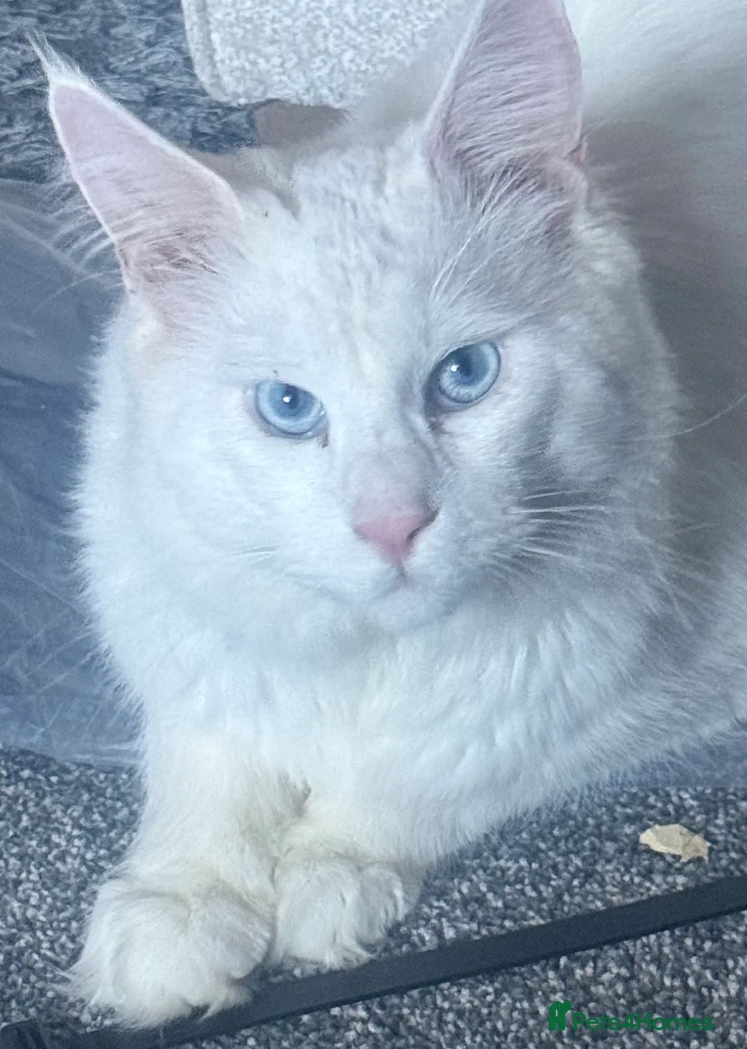 Maine Coon cats for stud: Pure white mainecoon stud with ice blue eyes in Chepstow - Advert 12