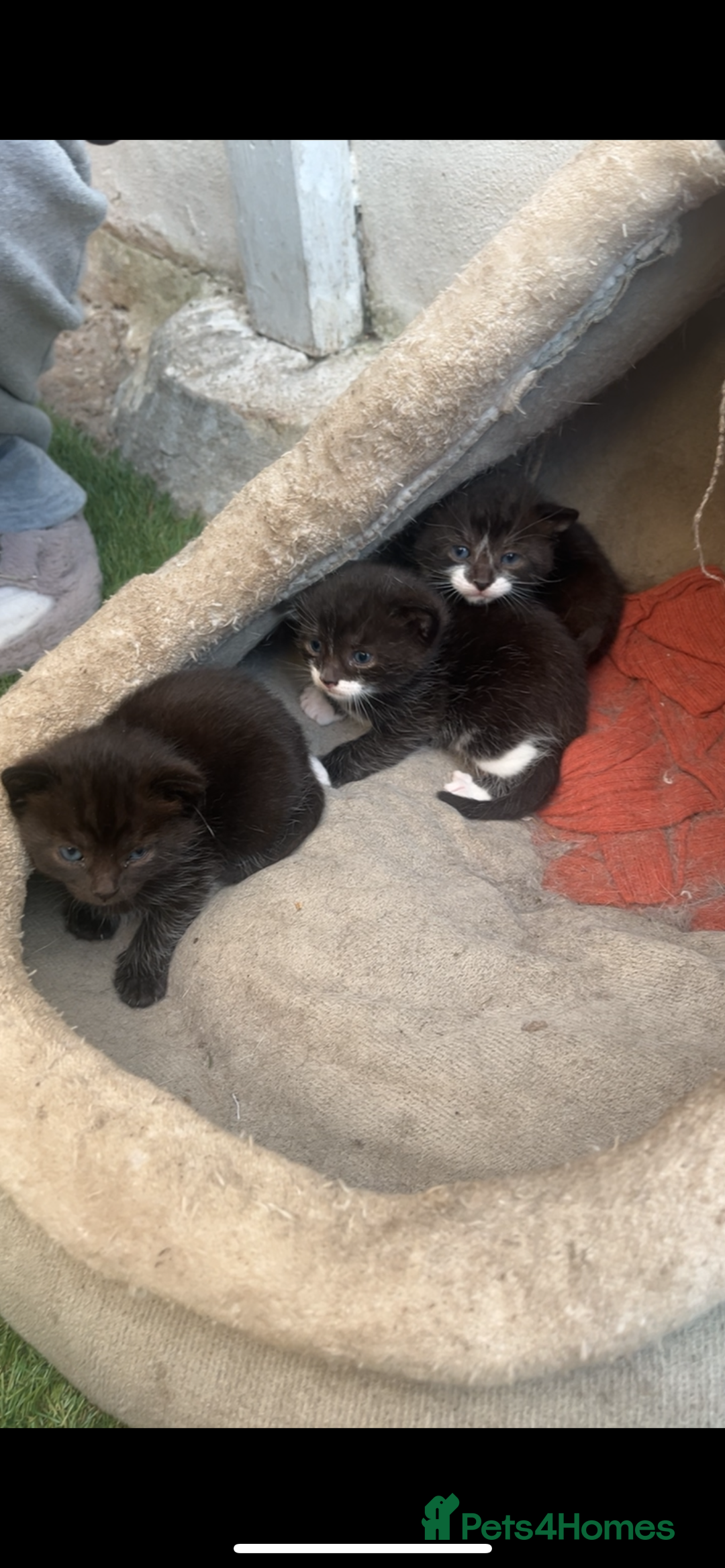 Domestic Shorthair cats for sale: Kittens black and white in London - Image 1