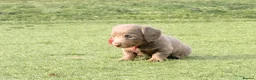 Miniature Dachshund dogs for sale: Beautiful miniature babies  - Advert 28