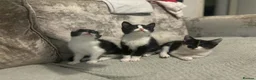 Mixed Breed cats for sale: 3 beautiful kittens  in Newcastle upon Tyne - Advert 2