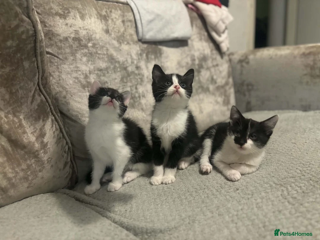 Mixed Breed cats for sale: 3 beautiful kittens  in Newcastle upon Tyne - Advert 2
