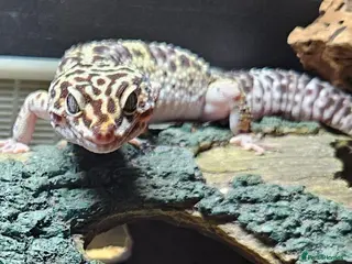 Leopard Gecko reptiles Leopard gecko and full set - Advert 18