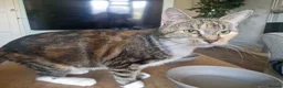 Mixed Breed cats for sale: 4 Male Mixed kittens £50 each  - Advert 11