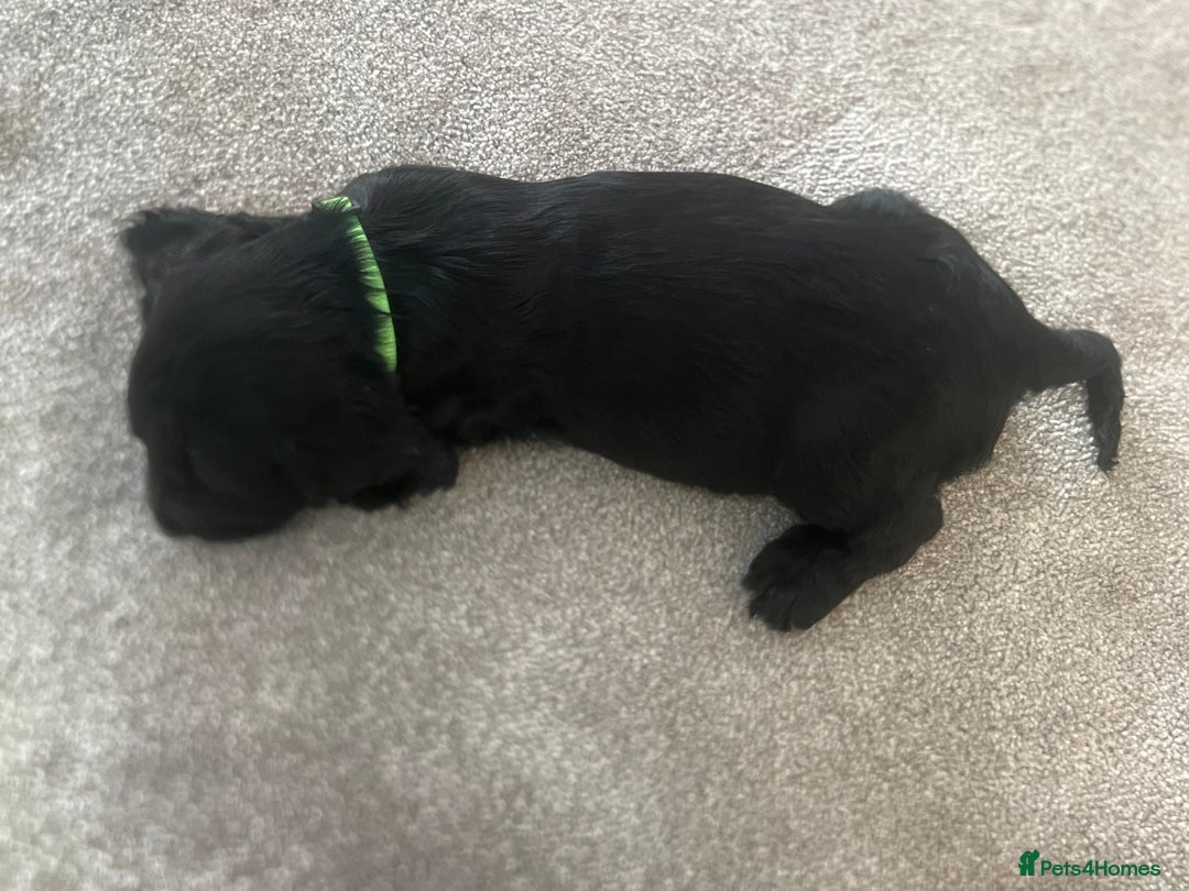 Cocker Spaniel dogs for sale: Only 4 babies left  - Image 6