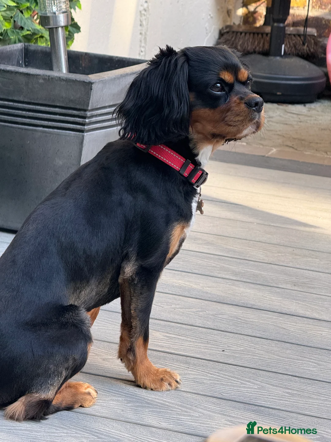 Cavalier King Charles Spaniel dogs for stud: *PROVEN* HEALTH TESTED Black & Tan Cavalier STUD in Oldham - Advert 12