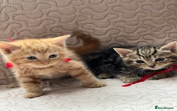 Domestic Shorthair cats for sale: Adorable Kittens Looking for a Loving Home 🐾 - Image 9