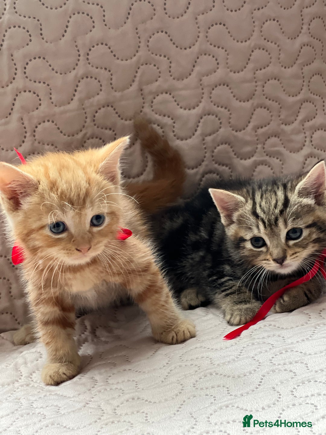 Domestic Shorthair cats for sale: Adorable Kittens Looking for a Loving Home 🐾 - Image 9
