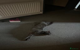 Chartreux cats for stud: Handsome BSH mix for Stud  in London - Image 12
