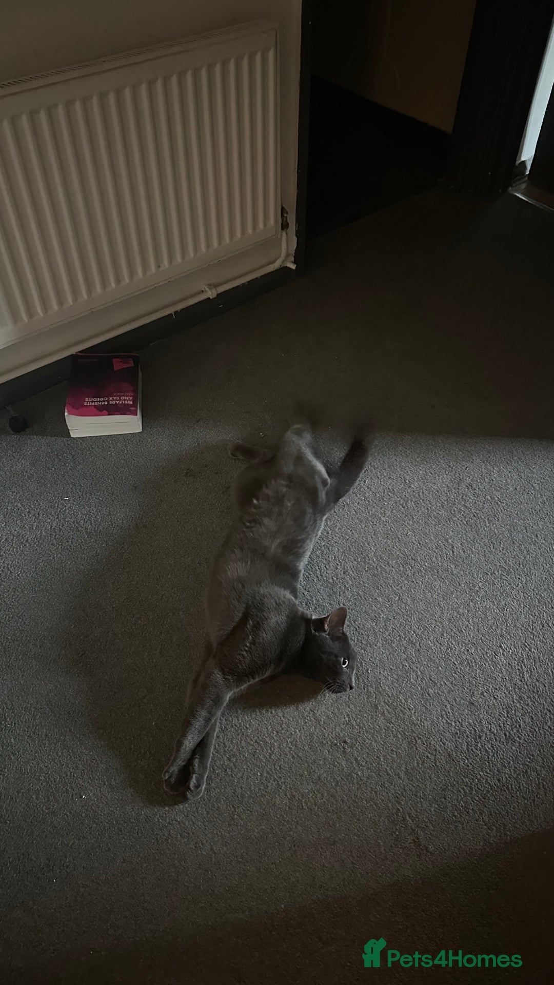 Chartreux cats for stud: Handsome BSH mix for Stud  in London - Image 12