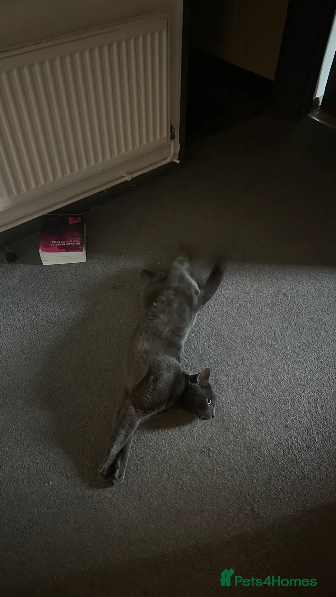 Chartreux cats for stud: Handsome BSH mix for Stud  in London - Advert 12