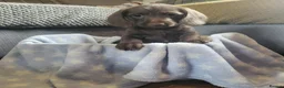 Dachshund dogs for sale: Dachschund puppies - Advert 17