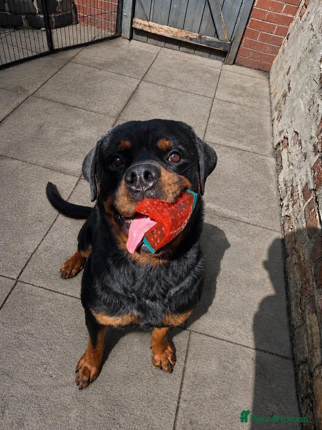 Rottweiler dogs 🐶 Beautiful Rottweiler Puppies - Advert 2