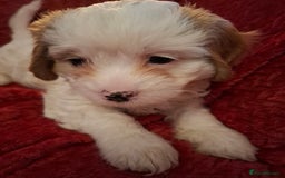 Cavapoochon dogs for sale: Cavapoochon Girl - Advert 3