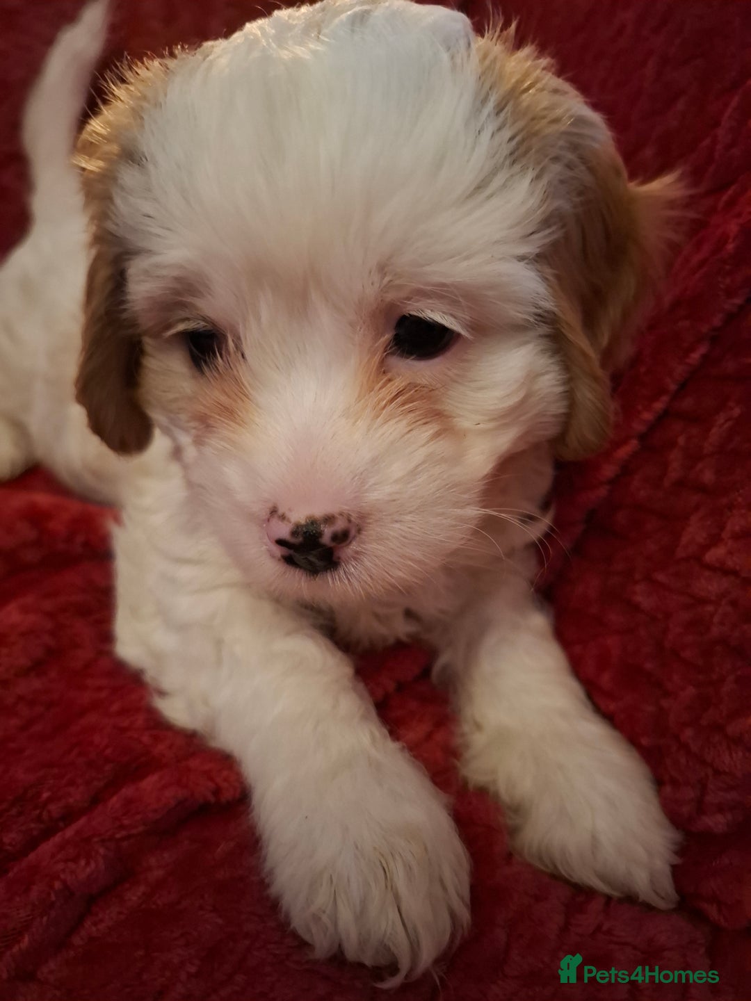 Cavapoochon dogs for sale: Cavapoochon Girl - Advert 3