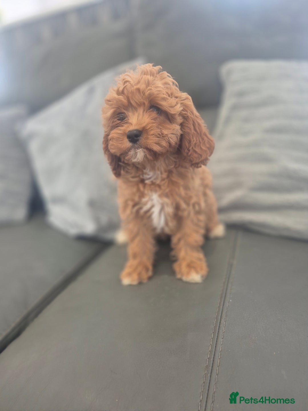 Cavapoo dogs for sale: Stunning Cavapoo Babies - ready this weekend - Image 10