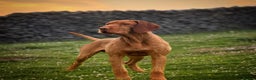 Hungarian Vizsla dogs for stud: Imported Head keeper owned stud  in Skipton - Advert 9