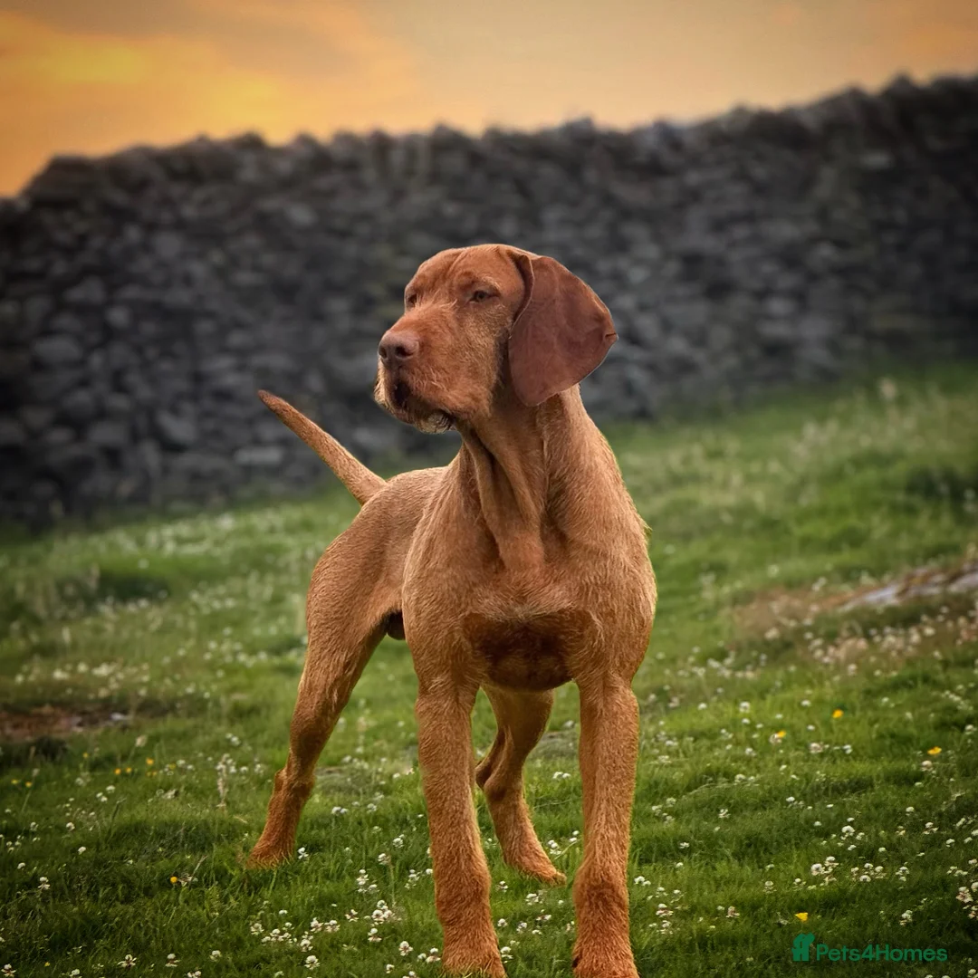 Hungarian Vizsla dogs for stud: Imported Head keeper owned stud  in Skipton - Advert 9