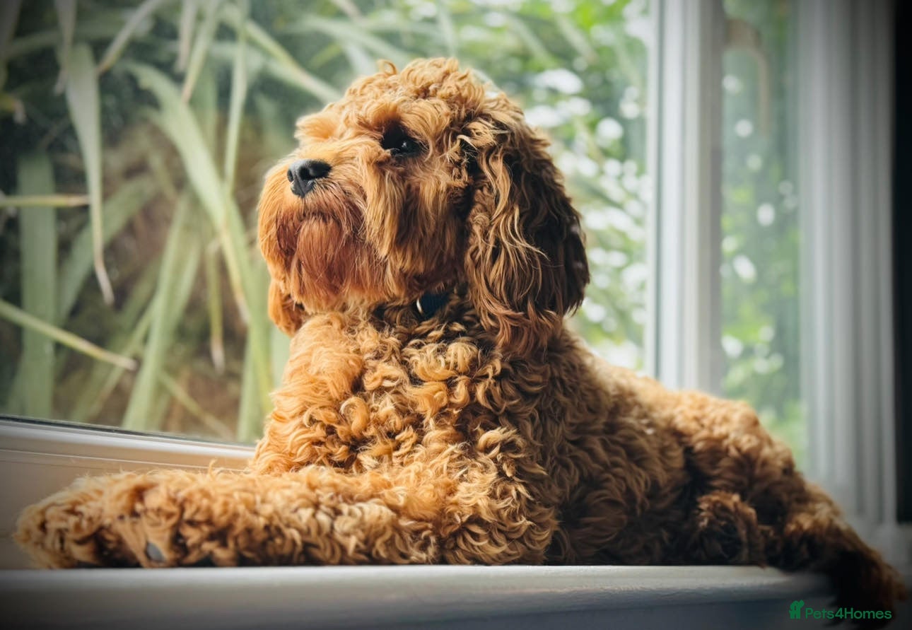Cavapoo dogs Stunning fox red male cavapoo puppies  - Advert 1
