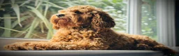 Cavapoo dogs for sale: Stunning fox red male cavapoo puppies  - Advert 1