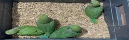 Ringnecks birds for sale: HAND REARED INDIAN RING NECK - Advert 6