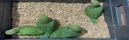 Ringnecks birds for sale: HAND REARED INDIAN RING NECK - Advert 6
