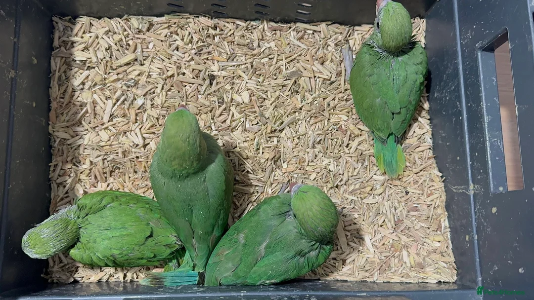 Ringnecks birds for sale: HAND REARED INDIAN RING NECK - Advert 6