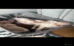 Chihuahua dogs for sale: Double chocolate platinum baby’s READY TO LEAVE  - Image 2