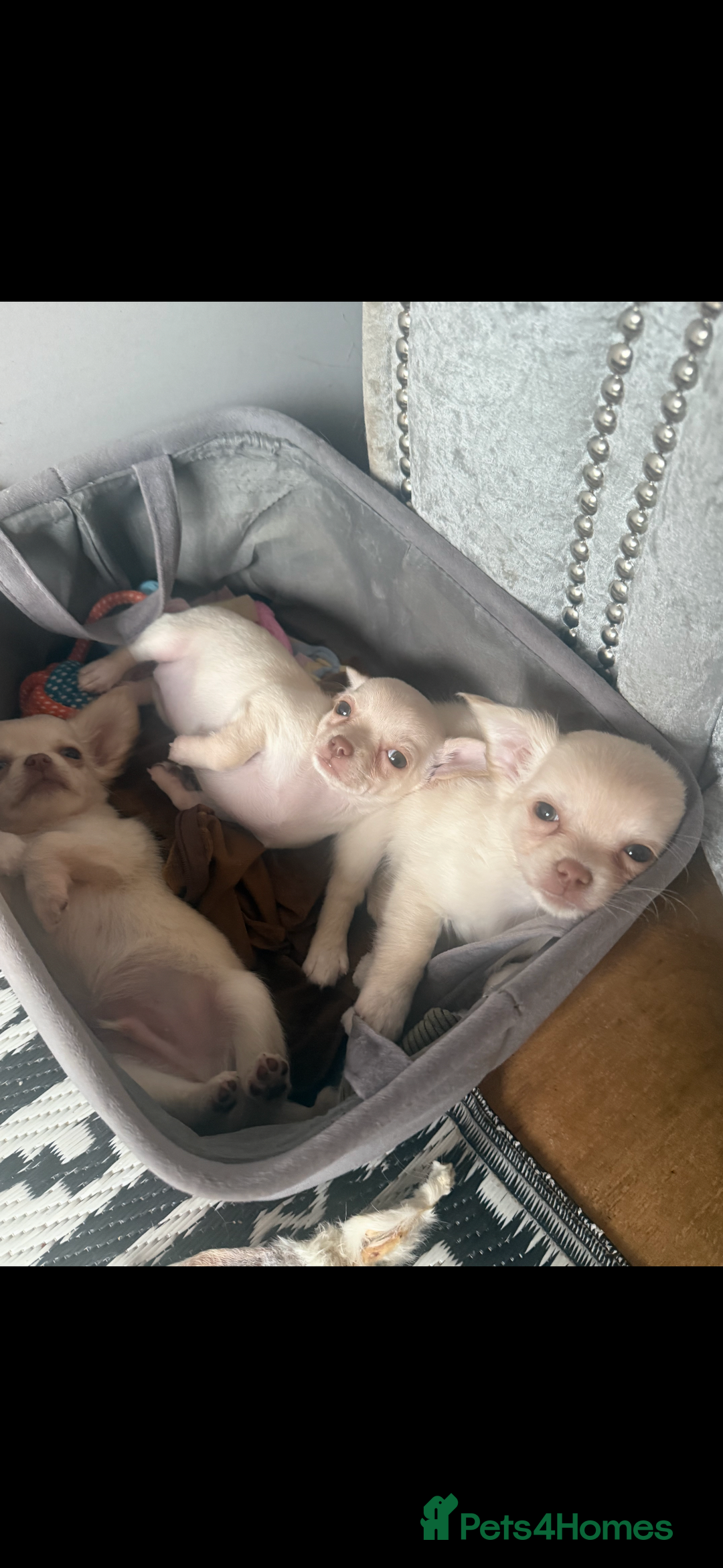 Chihuahua dogs for sale: Double chocolate platinum baby’s READY TO LEAVE  - Image 2