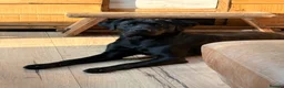Labrador Retriever dogs for sale: 🐾 KC Registered Black Labrador Male – Enzo –  🐾 - Advert 2