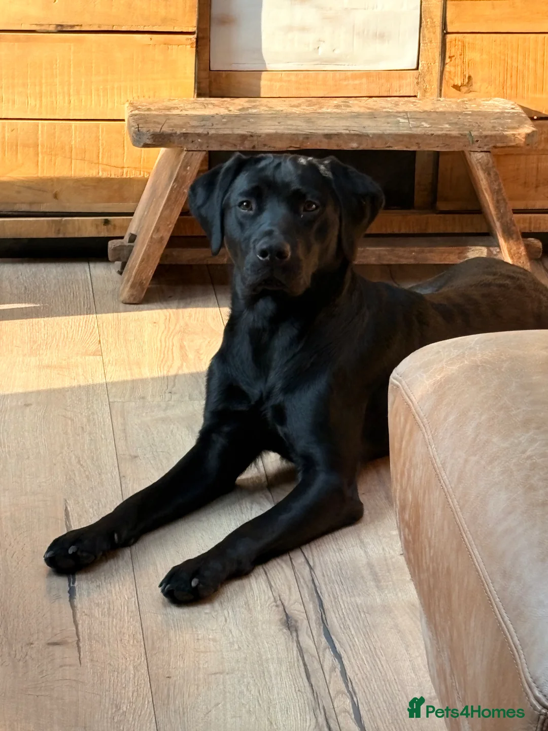 Labrador Retriever dogs for sale: 🐾 KC Registered Black Labrador Male – Enzo –  🐾 - Advert 2