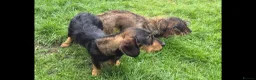 Dachshund dogs for sale: Standard Wirehaired Dachshund  - Advert 7
