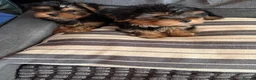 Yorkshire Terrier dogs for sale: Beautiful Yorkshire Terrier Puppies  - Advert 4