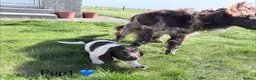 Cocker Spaniel dogs for sale: Cocker Spaniel puppies  in Orkney - Advert 20