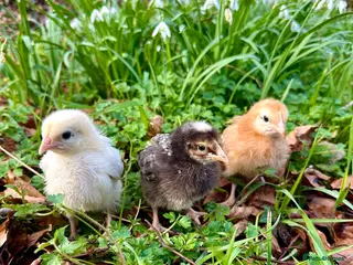 Chickens poultry Chicks and Ducklings in a wide range of breeds - Advert 8