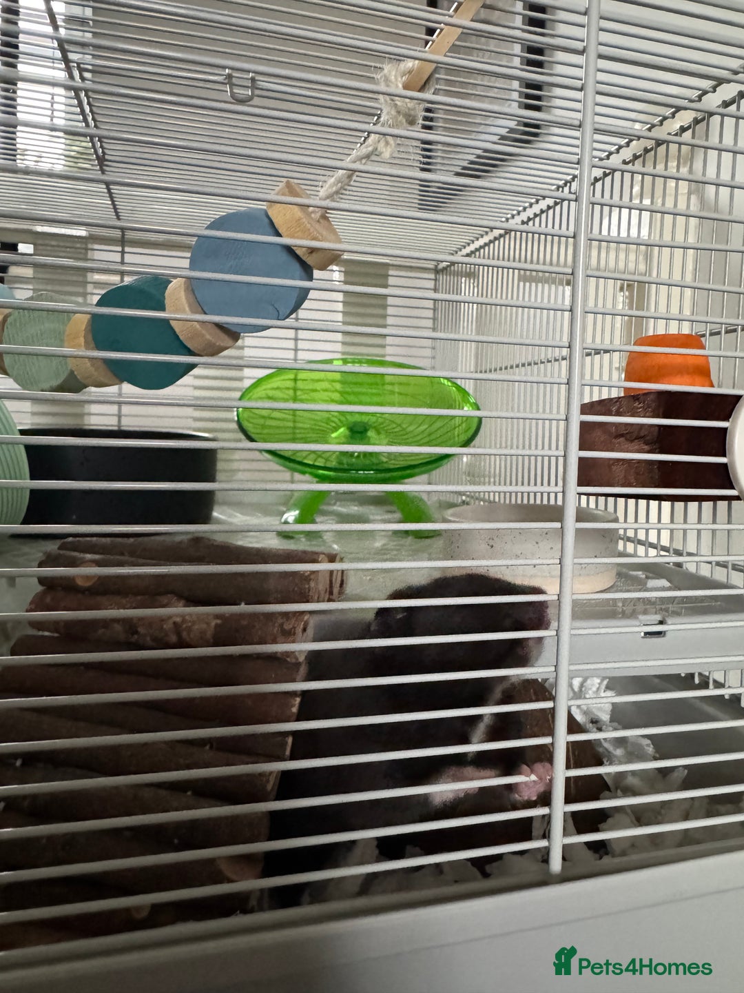 Hamster rodents for sale: Male Syrian hamster + cage setup  - Advert 3