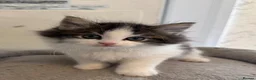 Ragdoll cats for sale: Beautiful Ragdoll kittens - Advert 14