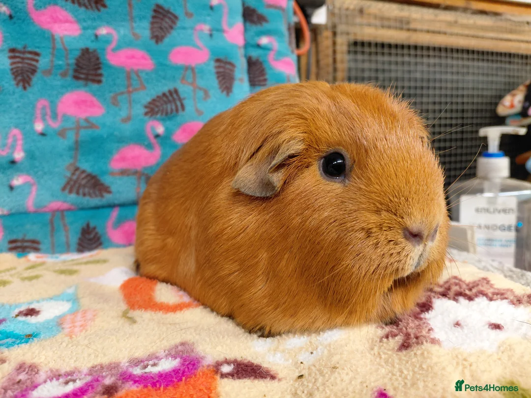 Guinea Pig rodents for sale: Young Adult Retired Sows DE Self Golden & Teddy  - Advert 7