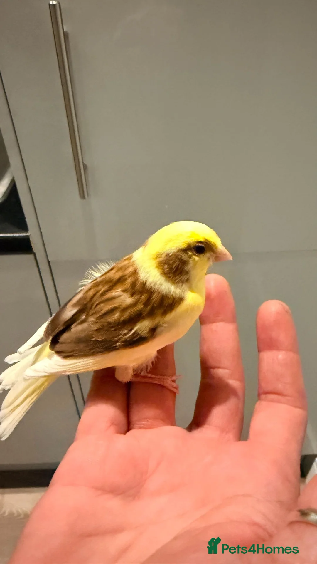 Canaries birds for sale: NW10 2NH in London - Advert 2