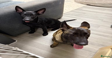 Belgian Shepherd Dog dogs Belgian Mallinois Male pups for sale - Advert 3