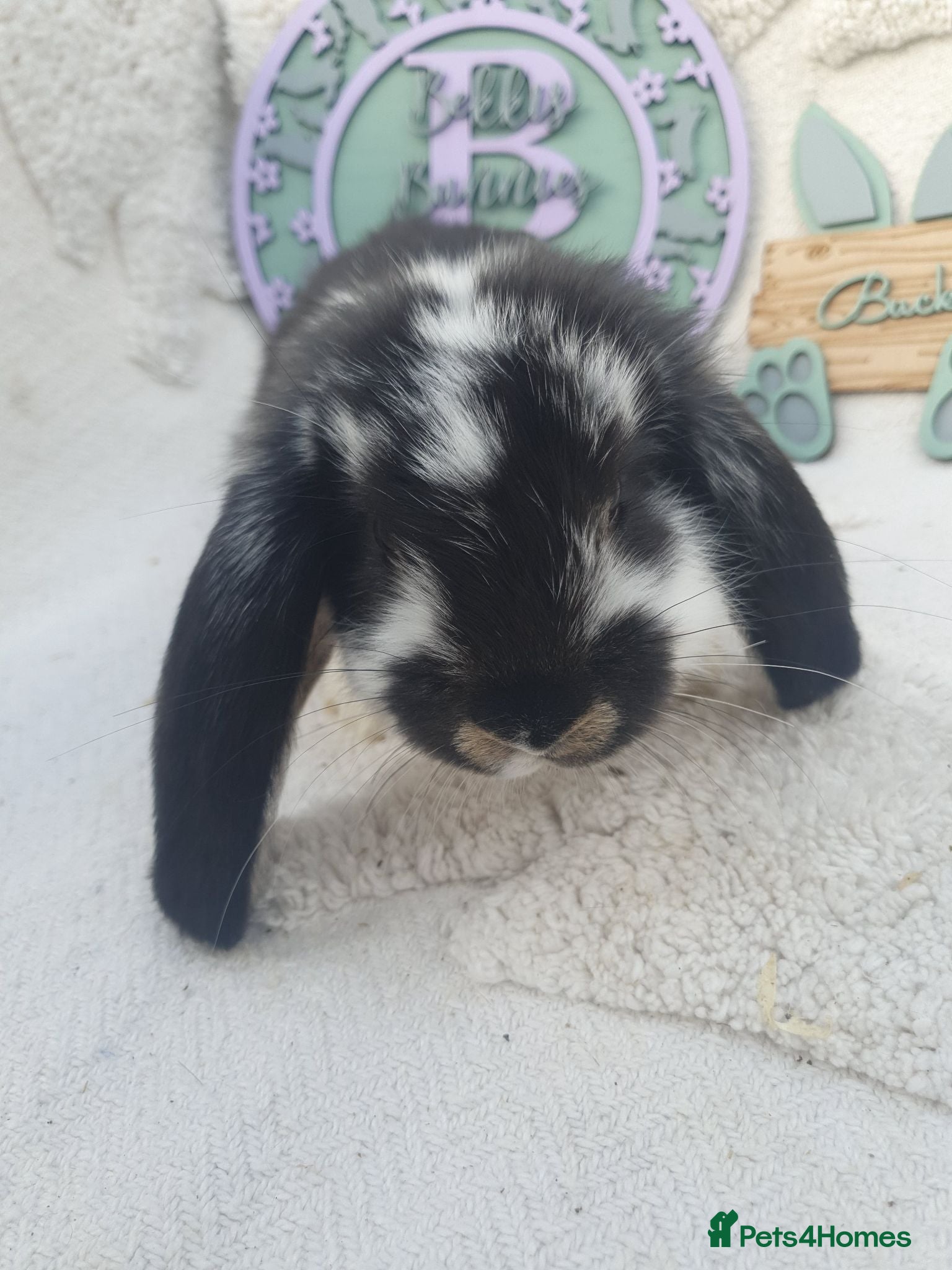 French Lop rabbits Giant French Lop Babies - Advert 1