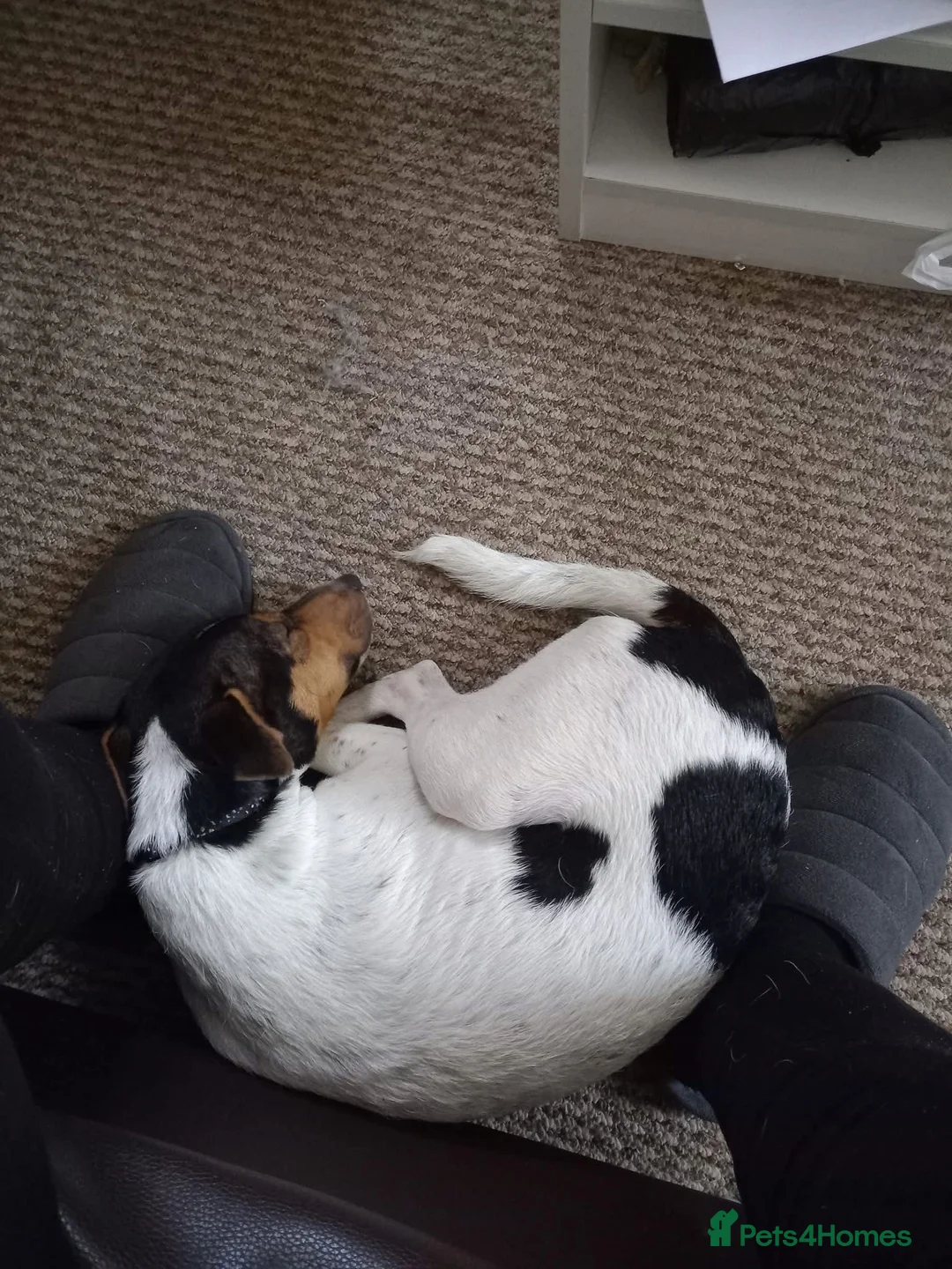 Jackshund dogs for sale: Jack Russell x Dachshund – 8 Months Old - Advert 2