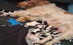 Cocker Spaniel dogs for stud: Show Cocker, Blue Roan and Tan (Stud Service Only) in Doncaster - Image 15