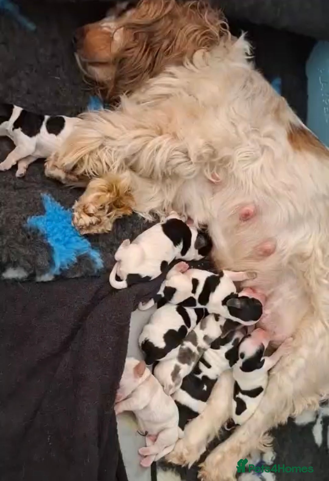 Cocker Spaniel dogs for stud: Show Cocker, Blue Roan and Tan (Stud Service Only) in Doncaster - Image 15