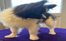 Papillon dogs for sale: Big and Beautiful  - Image 2